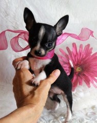 Mini Toy chihuahua En Adopcion