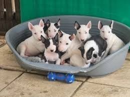 Regalo Miniatura Bull Terrier