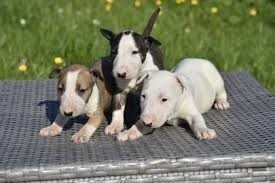 Regalo Miniatura Bull Terrier