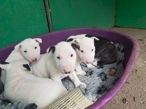 Regalo Miniatura Bull Terrier