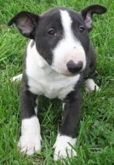 Regalo Miniatura Bull Terrier