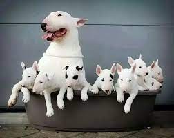 Regalo Miniatura Bull Terrier