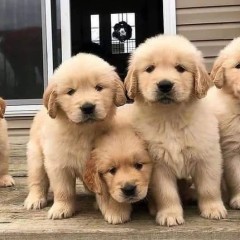 Regalo Cachorro de Golden Retriever