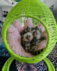 Cute and Healthy Marmoset Monkeys