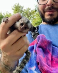 Cute and Healthy Marmoset Monkeys