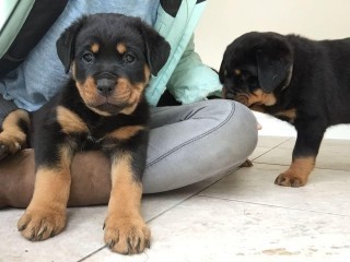 Regalo Increíble cachorro Rottweiler macho y hembra