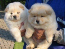 Regalo Increíble cachorro Chow Chow macho y hembra