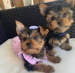 PRECIOSOS CACHORRITOS DE YORKSHIRE TERRIER MINI TOY