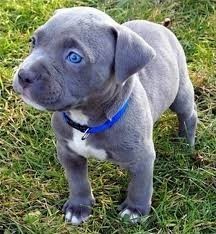 Regalar Pitbull Americano Nariz Azul