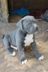 Regalar Pitbull Americano Nariz Azul