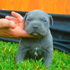 Regalar Pitbull Americano Nariz Azul