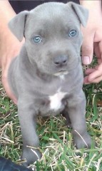 Regalar Pitbull Americano Nariz Azul