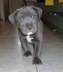 Regalar Pitbull Americano Nariz Azul