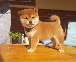 Linda Shiba Inu Intelligente