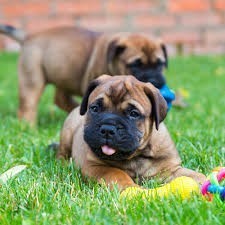 Magnificos Bull Mastiff macho y hembra