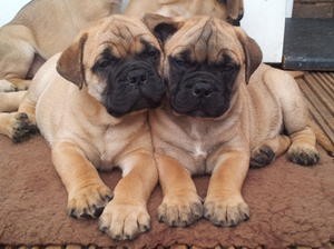 Magnificos Bull Mastiff macho y hembra