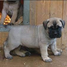 Magnificos Bull Mastiff macho y hembra