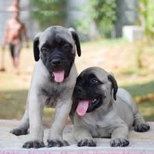 Magnificos Bull Mastiff macho y hembra