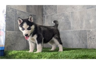 Regalo Cachorro Husky Siberiano Whatsapp (+33)682132752