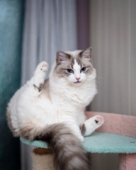 Gatito ragdoll en adopción.