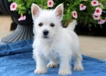 Regalo Increíble cachorro West Highland White Terrier macho y hembra