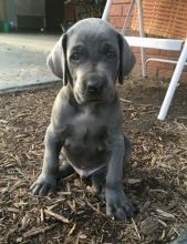 Regalo Increíble cachorro Weimaraner macho y hembra