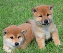 Regalo Increíble cachorro Shiba Inu macho y hembra