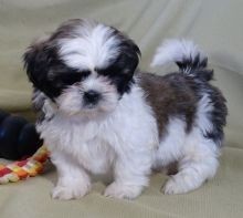 Regalo Increíble cachorro Shih Tzu macho y hembra