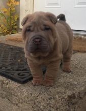 Regalo Increíble cachorro Shar Pei macho y hembra