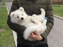 Regalo Increíble cachorro Samoyedo macho y hembra