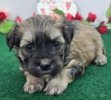 Regalo Increíble cachorro Maltipoo macho y hembra