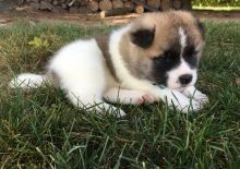 Regalo Increíble cachorro Akita macho y hembra