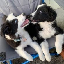 Regalo Increíble cachorro Border Collie macho y hembra