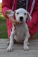 Regalo Increíble cachorro Dogo Argentino macho y hembra