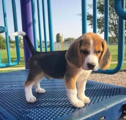 Lindo cachorro beagle para adopción