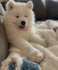 Lindo cachorro samoyedo para adopción