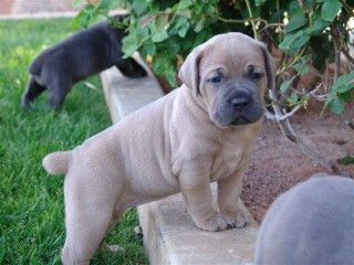 Lindo cachorro cane corso para adopción