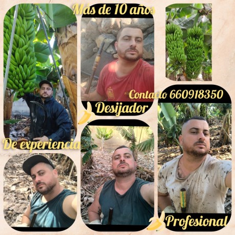 desijador-de-platanos-profesional-big-0