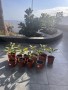 vendo-arbol-de-aguacate-hass-precio-por-1-small-2