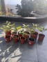 vendo-arbol-de-aguacate-hass-precio-por-1-small-3