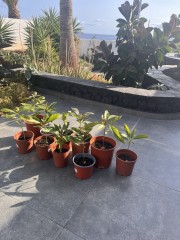 Vendo arbol de aguacate Hass - precio por 1