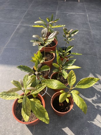 vendo-arbol-de-aguacate-hass-precio-por-1-big-1