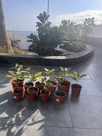 vendo-arbol-de-aguacate-hass-precio-por-1-big-2