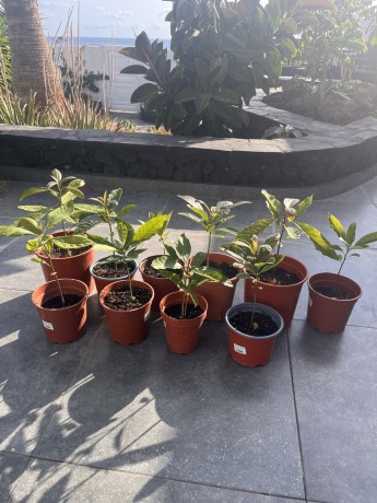 vendo-arbol-de-aguacate-hass-precio-por-1-big-3