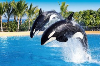 Loro Parque Tenerife