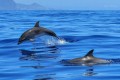 tenerife-los-cristianos-whale-and-dolphin-small-0