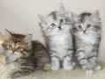 regalo-gatitos-siberianos-whatsapp-34-672889487-small-0