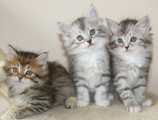 Regalo Gatitos Siberianos whatsapp ( +34 672889487 )