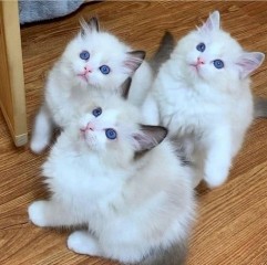 Regalo Gatitos Ragdoll WHATSAPP ( +34 672889487 )