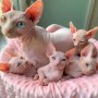 regalo-gatitos-sphynx-whatsapp-34-672889487-small-0